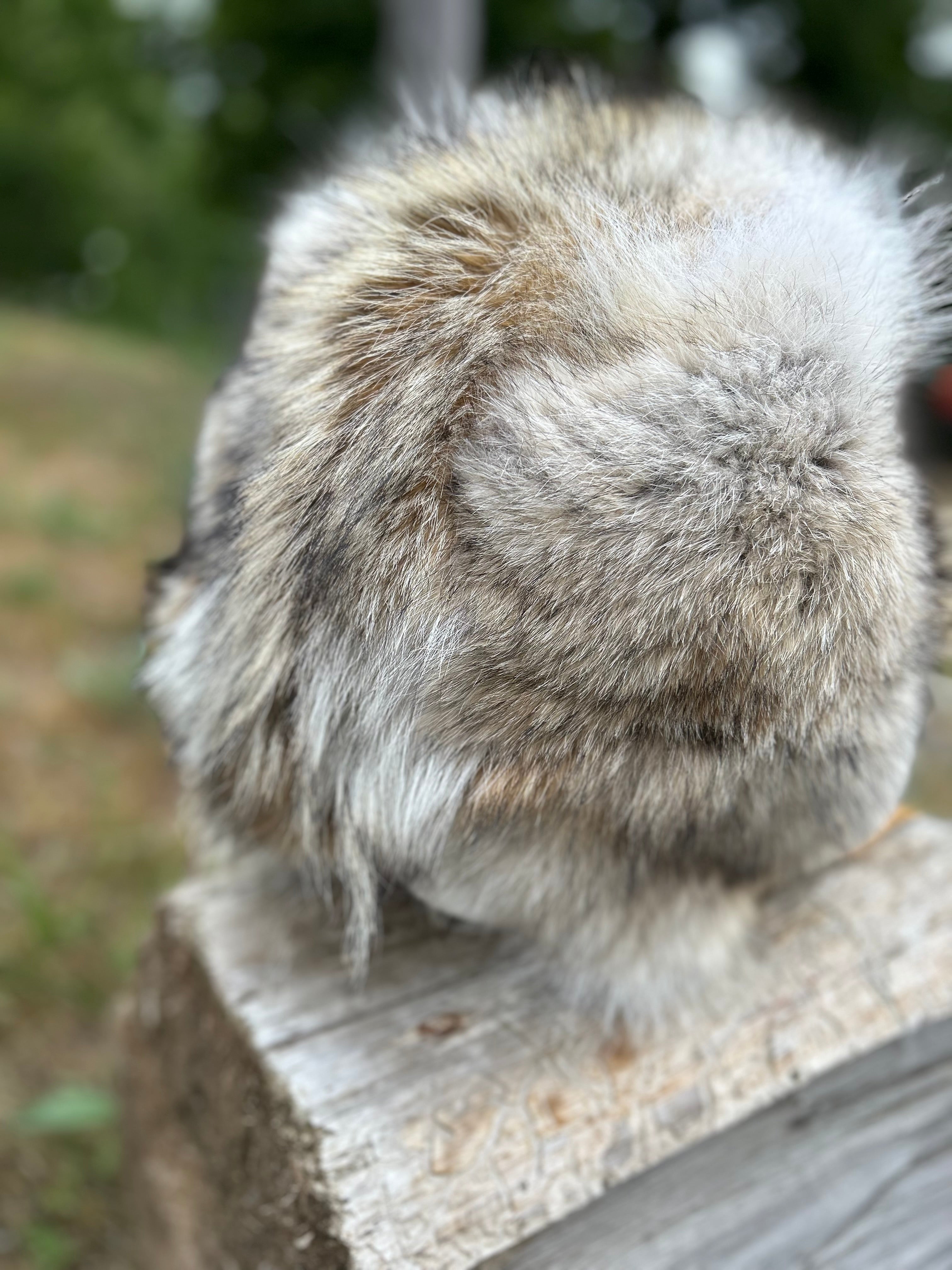 Coyote fur trappers hat